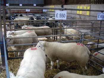 Direct Farm Sales An on-farm sale or auction where rams are brought out without overfeeding and genetic superiority is identified by figures offers an alternative purchase option.