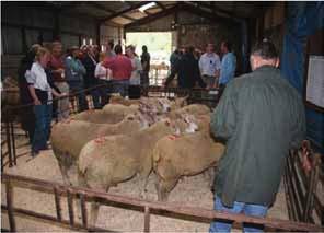A target of over one kilo of lamb reared to 100 days per kilo of Lleyn ewe mated demands good genetics and ability to finish off grass.