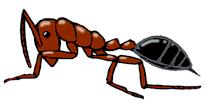 6) Order Hymenoptera Formicidae - Ants Vespidae - Wasps, Yellowjackets, Hornets Apidae - Honeybees, Bumblebees Many have a narrow waist