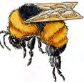 (bumblebees).