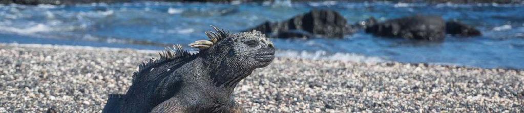 Galapagos Islands Much of the popular wildlife such as blue-footed boobies, sea lions, Frigate birds, giant tortoises, and marine iguanas can be seen on many different islands so you will see them on
