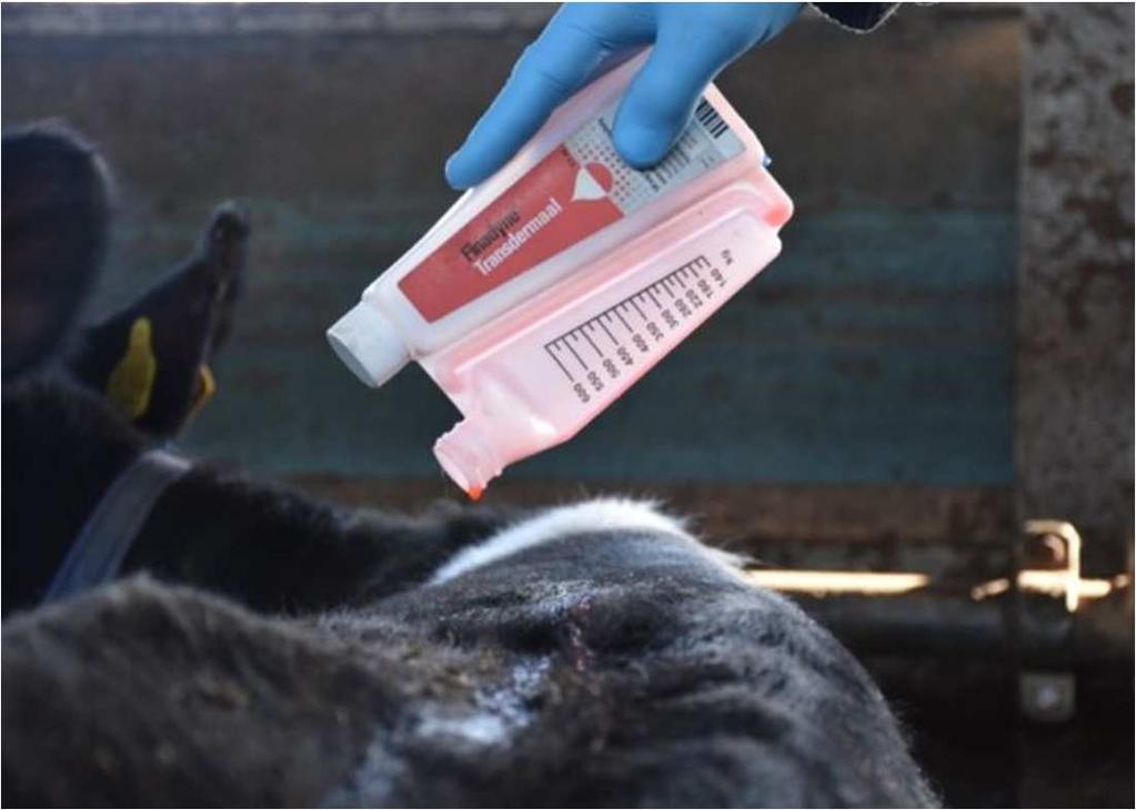 37 NSAIDs registered for cattle NSAID Dose Half-life Administration Flunixin