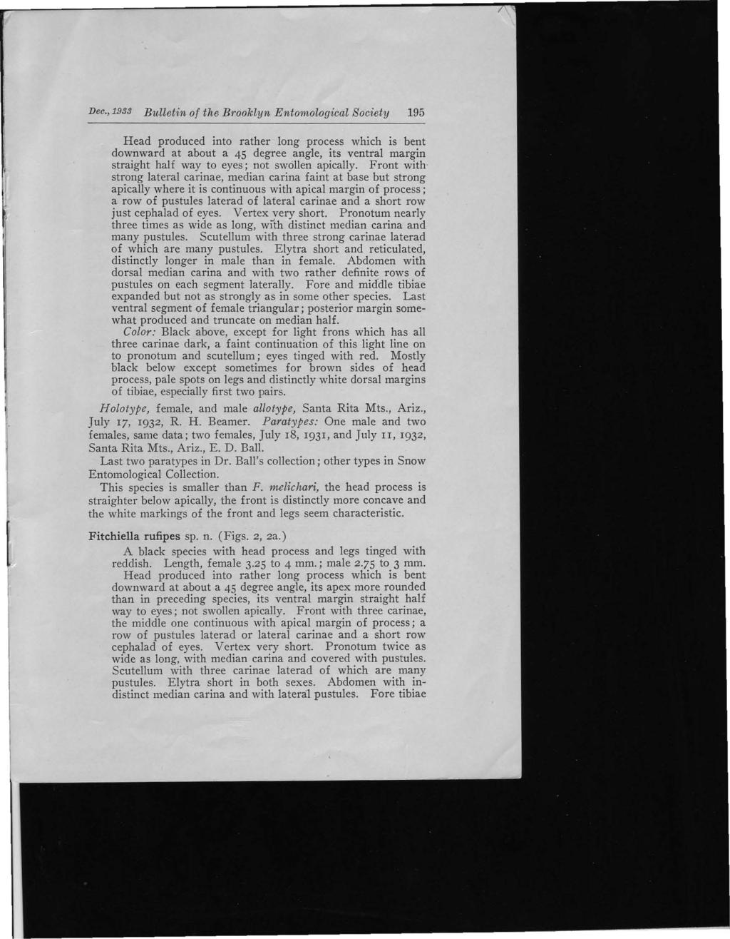 Dec., 1933 Bulletin of the Brooklyn Entomological Society 195 Head produced into rather long process which is bent downward at about a 45 degree angle, its ventral margin straight half way to eyes;