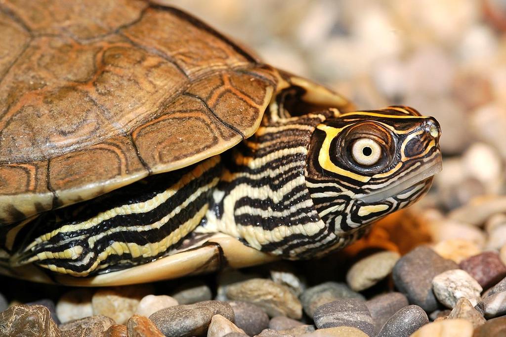 Graptemys studbooks overview --------------------------- Graptemys pseudogeographica kohnii (Photo by Claus Pfau)` Introduction The genus Graptemys (map turtles and sawback turtles) is the largest