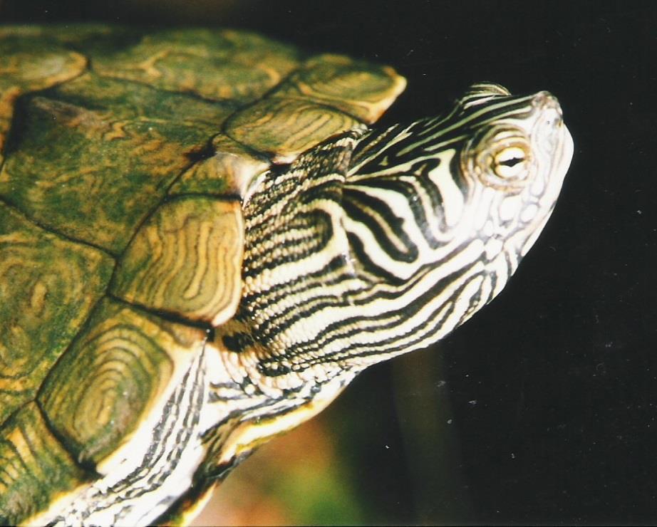 Graptemys caglei, Cagle's Map Turtle, ESF Category A Graptemys caglei (Photo by James R.