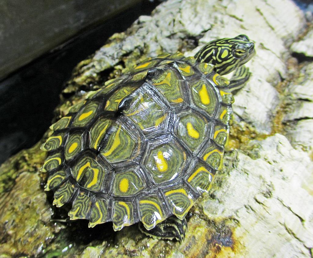 This species with its distinctive reticulating network of circles and lines on the carapace is not a large map turtle species, females growing up to about 20 cm carapace length and males up to only