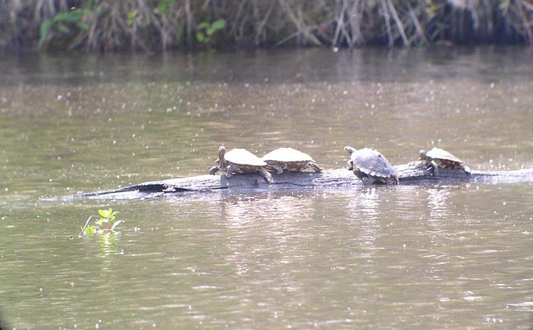 Pearl River: Basking females of Graptemys oculifera (Photo by Bob Jones) Graptemys oculifera is number 6 in rarity of the map turtles, their population density is 90 340 turtles per river km.
