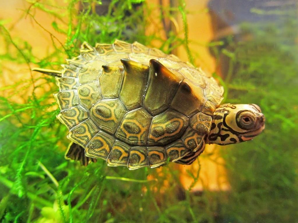 regularly by experienced turtle veterinarians, and after forming new groups it is necessary to observe the turtles very closely to detect stress signs as early as possible, and remove the troublesome