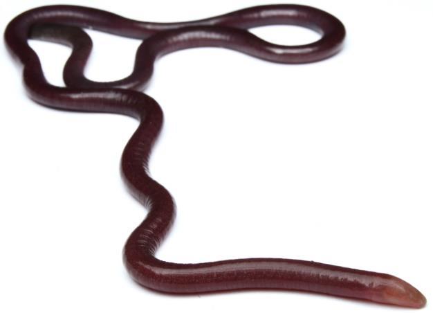 lignicolor/wood-colored Webfoot Salamander/Salamandra Color Madera