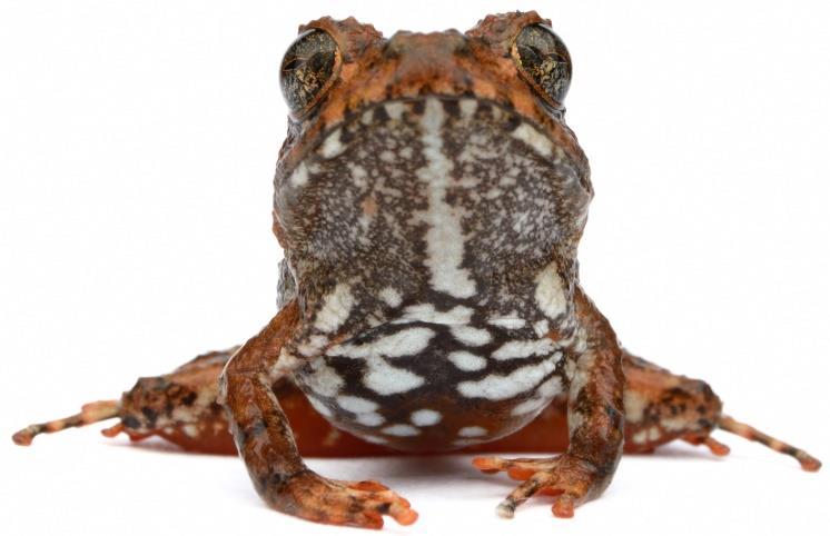 horribilis/common Toad/Sapo Común Family Centrolenidae (6 sp) Cochranella granulosa/granular Glass Frog/Rana de Vidrio Granulada