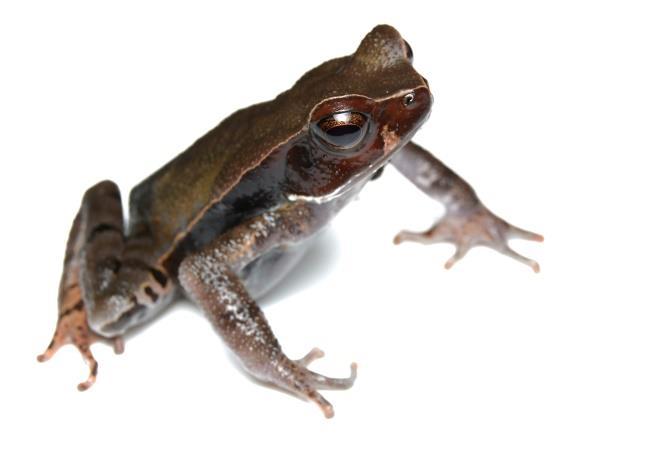 crassidigitus/slim-fingered Rain Frog/ Rana de Lluvia de Dedos Finos Craugastor fitzingeri/common Rain Frog/Rana de Lluvia Común