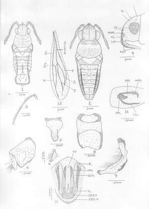 Gupta Y.C. and Gupta Y.K. (2008) Asian J. Exp. Sci., 22(1); 171-176 Microvelia miyamoti sp.nov. (Figs 1-12) Fig.1. : Apterous male Microvelia miyamoti sp.nov., legs omitted, Fig.2. : Apterous female Microvelia miyamoti sp.