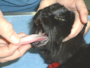 Establish an Airway 52 Breathing If the animal is breathing, let them continue on their own.