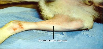 Fractures If a piece of bone is sticking out, wash the area with water or saline Loosely place a