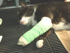 Fractures If animal is struggling or you can transport it in a box or carrier, do not