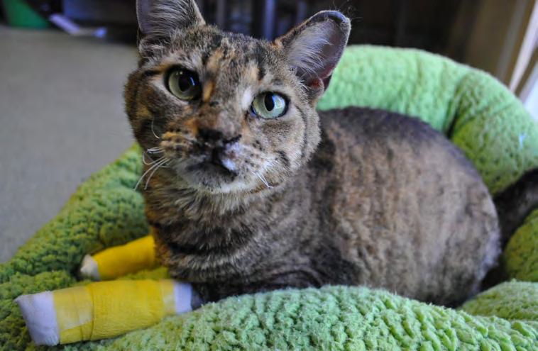 After receiving emergency veterinary attention, Amber was given pain medication and treated with antibiotics and was cared for in a foster home, where her wounds were cleaned and bandages were