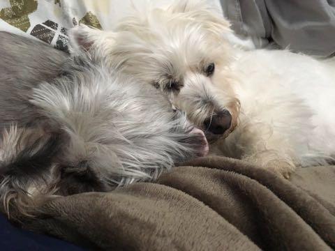 Westie Nation From Molly & James from Millburn, NJ Here's a story for everyone: Two years ago, I lived by myself and decided to adopt a dog.