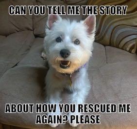 Amazon Smile is a simple and automatic way for you to support Westie Rescue Network, Inc. every time you shop--at no cost to you. When you shop at smile.amazon.