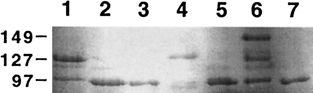 VOL. 68, 2000 ROLE OF C. FETUS S-LAYER PROTEINS IN OVINE ABORTION 1689 FIG. 3.