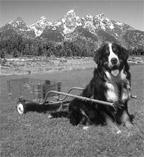 Regional Map Purpose Bernese Mountain Dogs have been working dogs for generations in the Bernese Oberland of Switzerland.