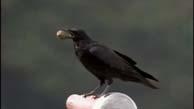 Crows Avian intelligence Bernd Heinrich s Ravens British Tits open milk bottles Novel feeding behaviors Galapagos Woodpecker Finches