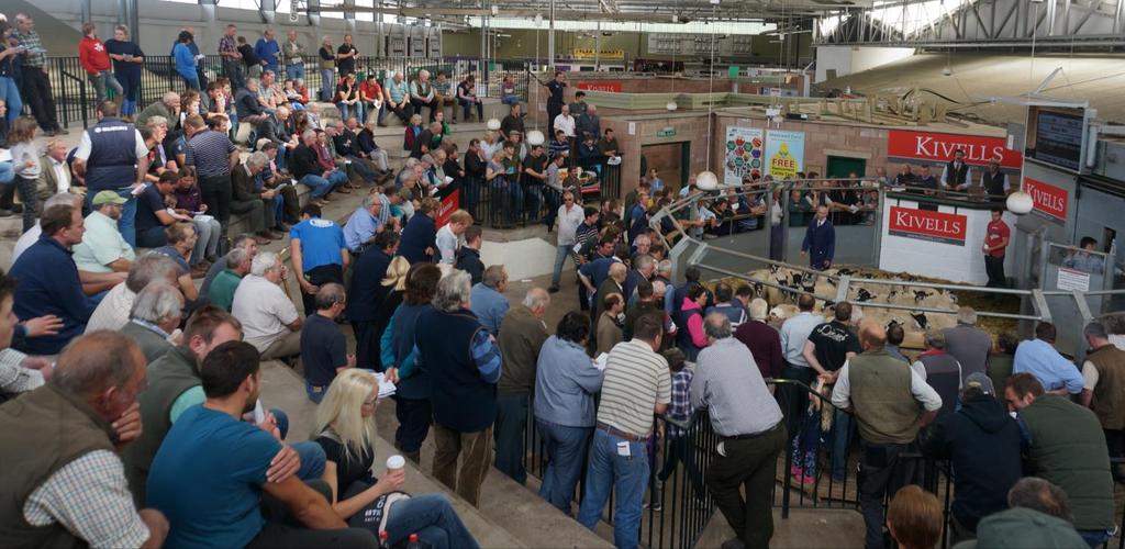 EXETER LIVESTOCK CENTRE MARKET REPORT August 2017 Tuesday 8 th August Breeding Sheep Sale EXETER