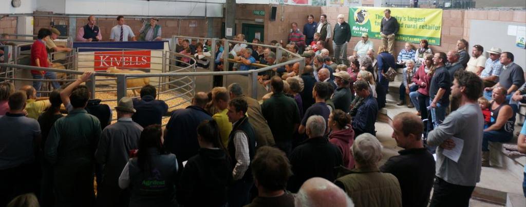 905 SUFFOLK CROSS SHEARLING EWES A fantastic entry in terms of quality sold to a noticeably stronger trade than our July sale and recent sales held nationally.