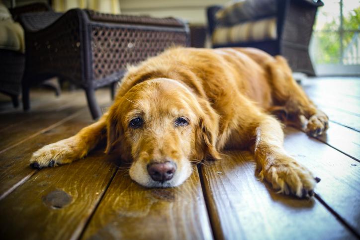 What You Need to Know about Old Dog Skin Problems Constant exposure to a wide range of environmental factors usually leaves dogs vulnerable to many types of skin diseases.