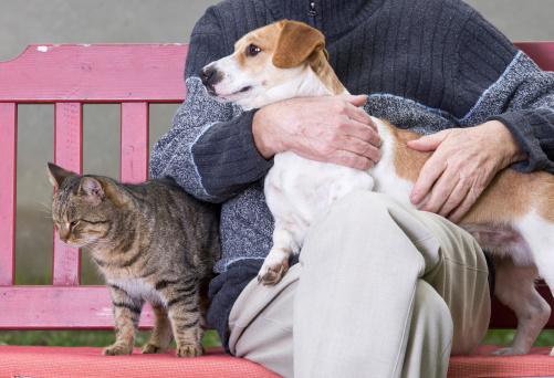7 Reasons Adopting a Senior Cat or Dog may be a Better Choice for You It is no secret that puppies and kittens are adorable and pull at your heart strings.