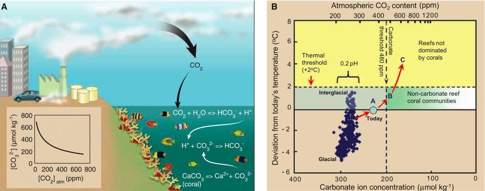 higher CO 2, leading to more acidic