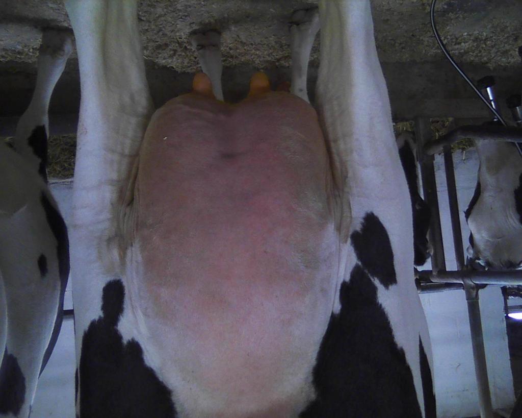 65T +2.42UDC +2.49FLC 12/2013. Windbrook Dam is Fresh just 2 months! More info. From Chris Hill who saw her in person; her udder is flawless!! If not EX, easy VG-88.