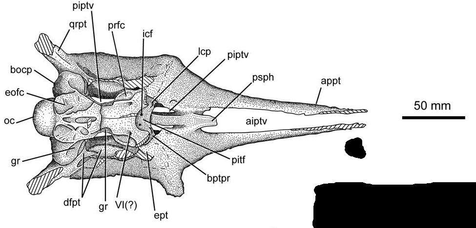 The fusion of the basisphenoid and the basioccipital is observable in UNSM 55180, and the specimen resembles the condition seen in D.