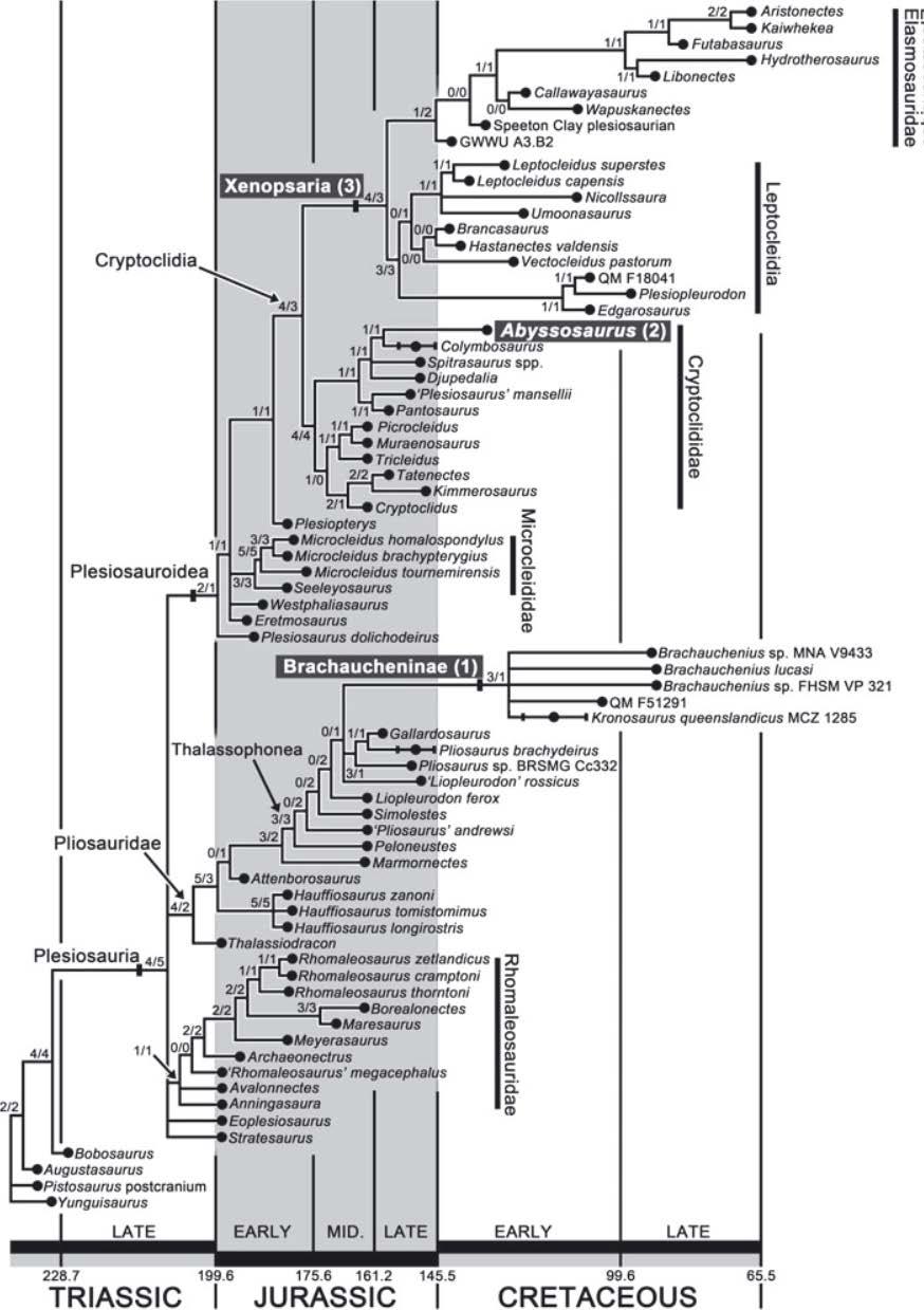 Figure 2 Plesiosauria Phylogeny. The most recent phylogeny of Plesiosauria including taxa from all major clades. There is a polytomy at the base of Plesiosauria.