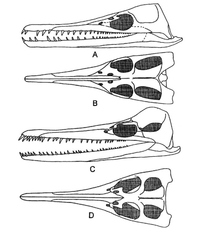Figure 12 Comparison of T. bentonainum and D. osborni skulls. T. bentonainum (A.