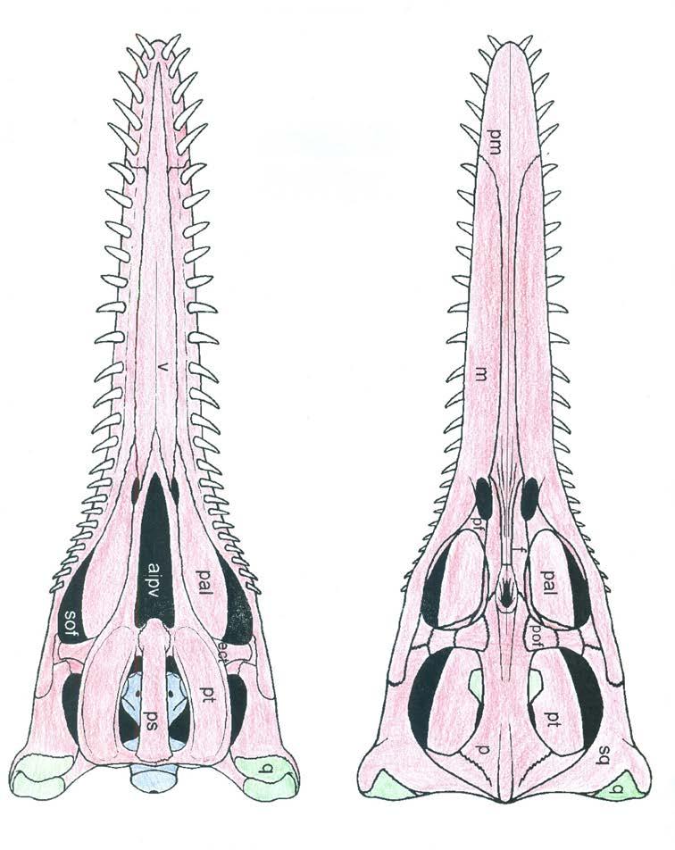 Figure 14 Illustration of D. osborni. An adapted illustration of the skull of D. osborni from O Keefe (2004). The colors represent the different derivatives of the cranial bones.