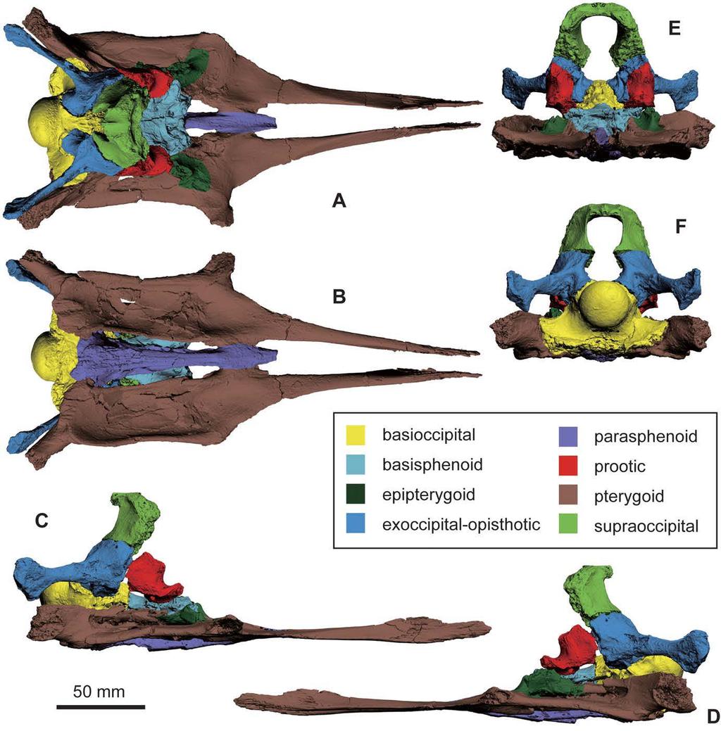 Figure 15 Braincase of the Polycotylid Plesiosaur ROM 29010.