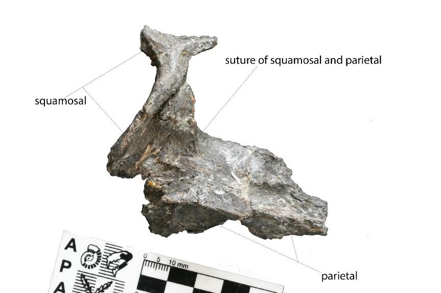 A) B) Figure 17 Skull Roof of UNSM 55180. A) Dorsal view of the skull roof of UNSM 55180.