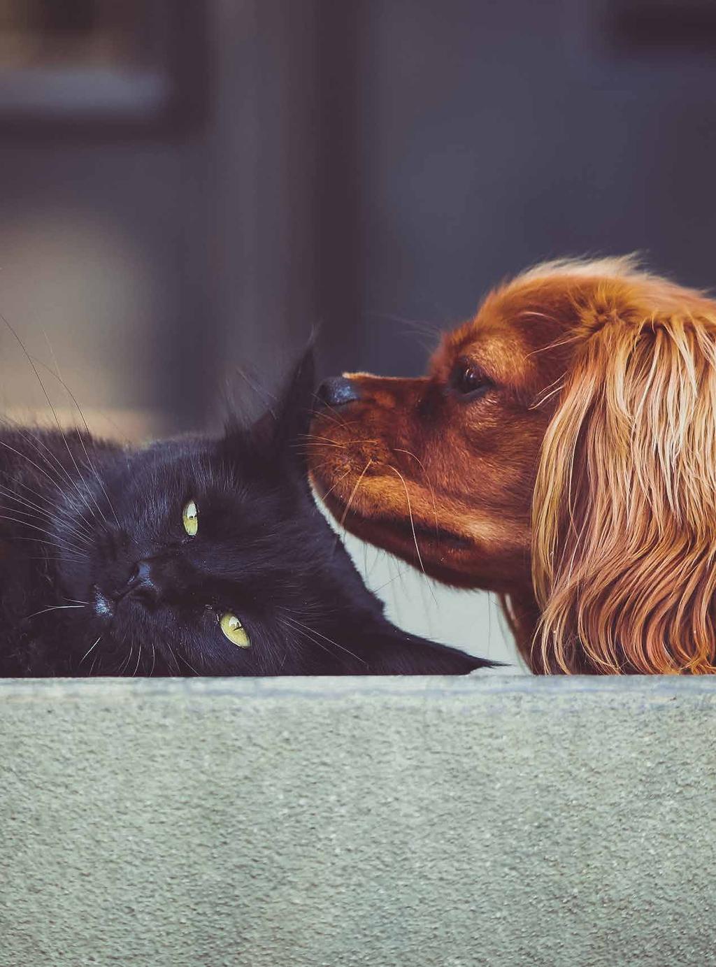 How to Introduce a Cat to a Dog W hen cat meets dog, you want tails wagging, not tales of woe. The good news is cat-todog introductions tend to be less adversarial than cat-to-cat meetings.