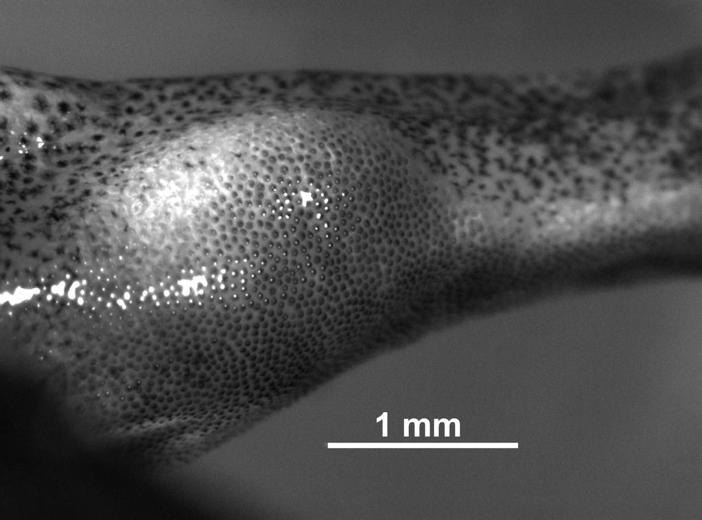 Fig. 3. Nuptial pads of a male Tsingymantis antitra (ZSM 1199/2012). Terminal disks of fingers and toes are whitish with brownish spot.