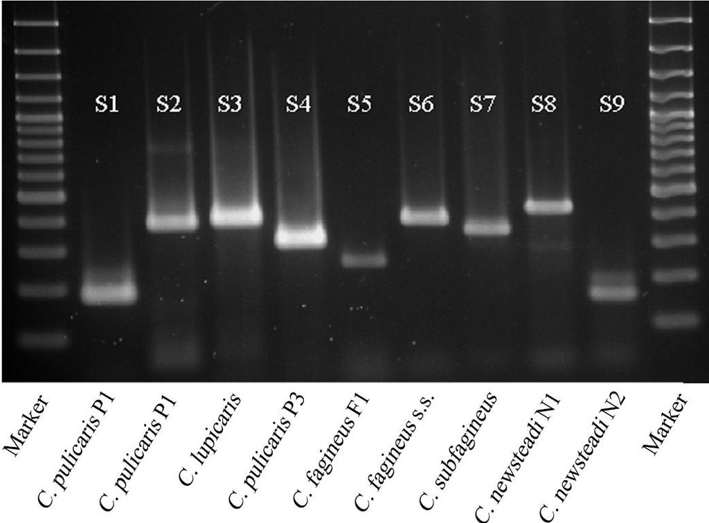 Design of PCR based diagnostic assays. Single PCRs Species found: C.