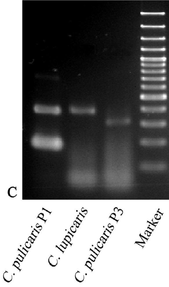 Design of PCR based diagnostic assays. Multiplex PCR for pulicaris group. C.