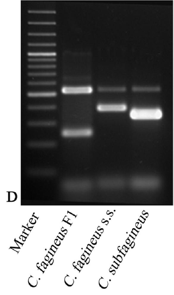 Design of PCR based diagnostic assays. Multiplex PCR for fagineus group. C.