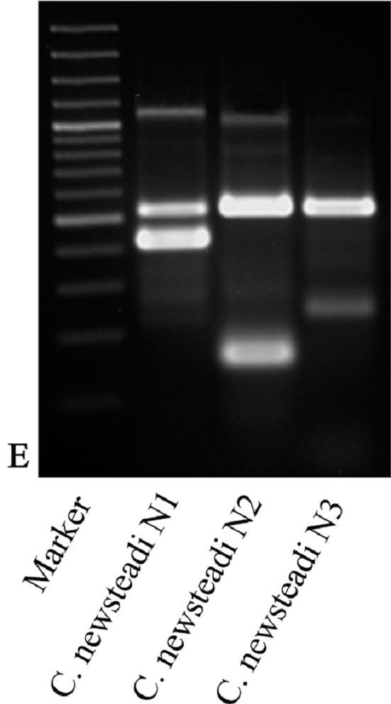 Design of PCR based diagnostic assays. Multiplex PCR for newsteadi group. C.