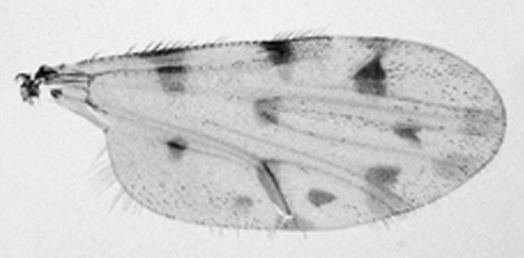 Neighbour-Joining tree COI sequencing of Culicoides 91 81 87 dq792577 91 63 64 A53 C.pulicarisP1 100 A80 C.punctatusP1 A352 C.pulicarisP1 A432 C.pulicarisP1 A431 C.pulicarisP3 A97 C.