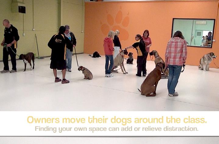 We couldn t promote such high claims about our business if we weren t so confident in the unique service and teaching initiatives that we have developed to help owners understand and train their dogs.