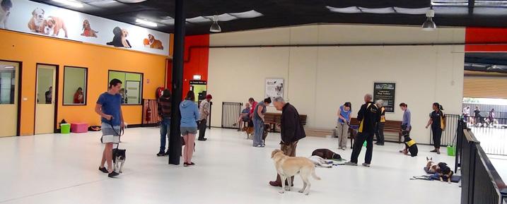 Group Classes In A Huge Indoor Dog Training Facility The Alpha Canine Group is the industry pioneer of the positive training outcome, applying proven communication and leadership methods that teach