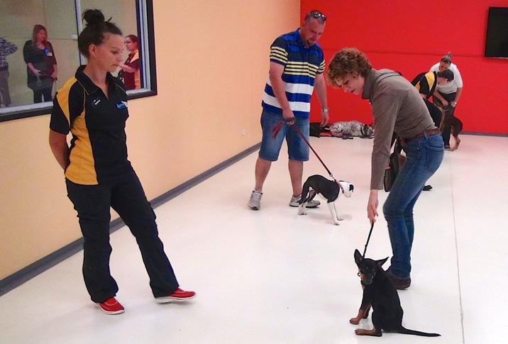 Alpha Puppy Social & Behavioural Development Classes Teaching owners how to prepare their puppies for the real world!