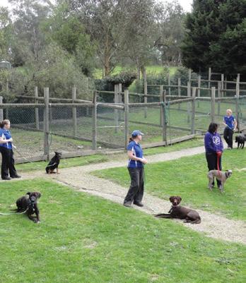 Boarding School For Dogs We can train your dog for you. The complete training solution for those too busy or unable to make it to weekly obedience classes!
