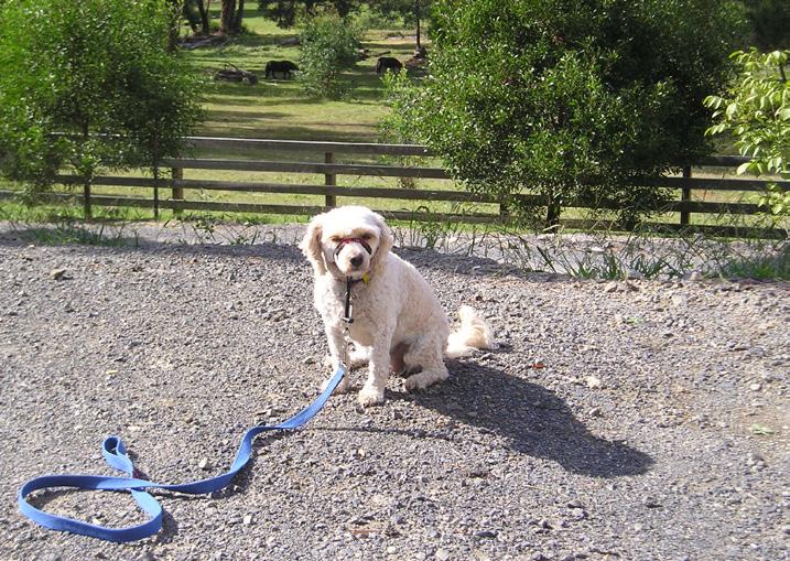 Alpha Boarding and Training Kennels If you choose to train your dog with Boarding School For Dogs, your pet will stay at our training kennels situated on 10 picturesque acres at Macclesfield in the