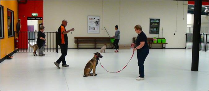 4 Day Fast-Track Course Train your dog to amazing standards in 4 days!